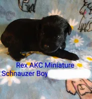 AKC REX, a male Miniature Schnauzer for sale in Enid, OK – 6 of 7