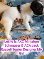 Leslie, a female Jack Russell Terrier and Miniature Schnauzer for sale in Enid, OK – 9 of 10