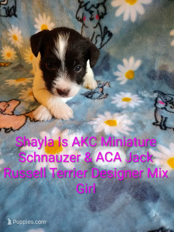 Shayla – Jack Russell Terrier, Miniature Schnauzer puppy for sale in Enid, OK