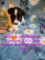 Shayla, a female Jack Russell Terrier and Miniature Schnauzer for sale in Enid, OK – 1 of 10