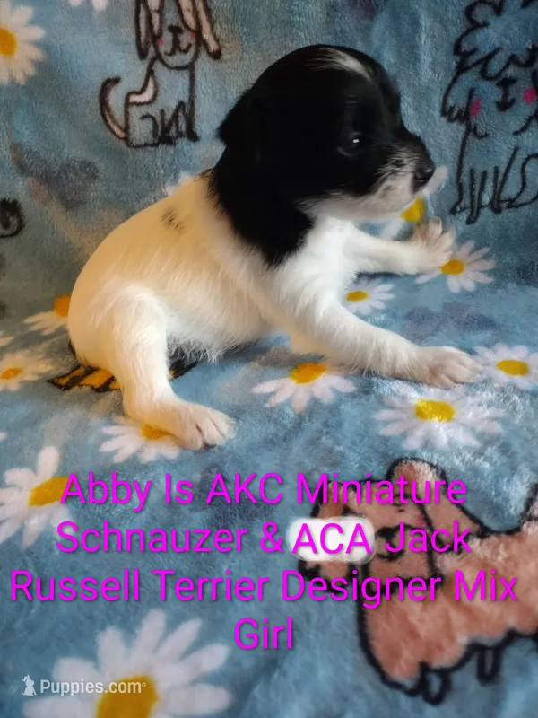 Abby  – Jack Russell Terrier, Miniature Schnauzer puppy for sale in Enid, OK