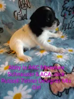 Abby , a female Jack Russell Terrier and Miniature Schnauzer for sale in Enid, OK – 1 of 9