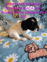 Abby , a female Jack Russell Terrier and Miniature Schnauzer for sale in Enid, OK – 9 of 9