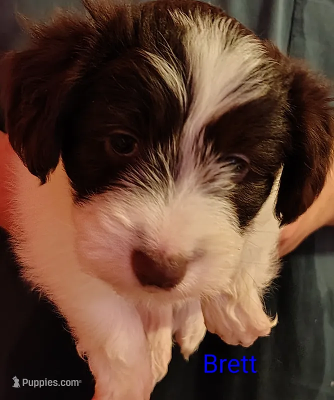Brett  – Jack Russell Terrier, Miniature Schnauzer puppy for sale in Enid, OK