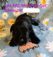 AKC LYLA, a female Miniature Schnauzer for sale in Enid, OK – 3 of 5
