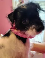 Abby , a female Jack Russell Terrier and Miniature Schnauzer for sale in Enid, OK – 7 of 10