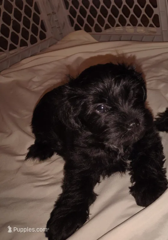 AKC Male – Miniature Schnauzer puppy for sale in Enid, OK