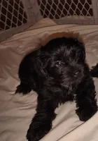 AKC Male, a male Miniature Schnauzer for sale in Enid, OK – 6 of 10
