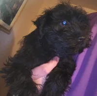 AKC Ryan, a male Miniature Schnauzer for sale in Enid, OK – 7 of 7