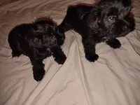 AKC Layne , a male Miniature Schnauzer for sale in Enid, OK – 7 of 10