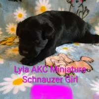 AKC LYLA, a female Miniature Schnauzer for sale in Enid, OK – 4 of 5
