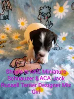 Shayla, a female Jack Russell Terrier and Miniature Schnauzer for sale in Enid, OK – 3 of 10