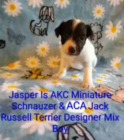 Jasper , a male Jack Russell Terrier and Miniature Schnauzer for sale in Enid, OK – 2 of 6