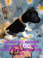 Alyssa, a female Jack Russell Terrier and Miniature Schnauzer for sale in Enid, OK – 6 of 6