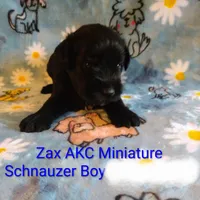 AKC ZAX, a male Miniature Schnauzer for sale in Enid, OK – 5 of 5