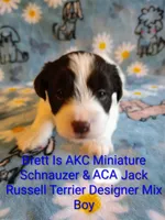 Brett , a male Jack Russell Terrier and Miniature Schnauzer for sale in Enid, OK – 2 of 9