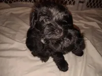 AKC Layne , a male Miniature Schnauzer for sale in Enid, OK – 6 of 10