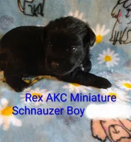 AKC REX, a male Miniature Schnauzer for sale in Enid, OK – 7 of 7