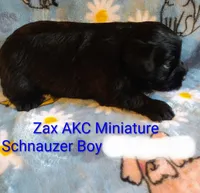 AKC ZAX, a male Miniature Schnauzer for sale in Enid, OK – 4 of 5