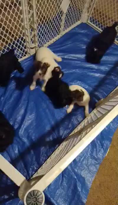 AKC LYLA, a female Miniature Schnauzer for sale in Enid, OK – 10 of 10