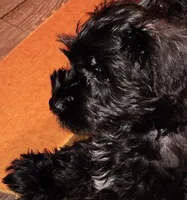 AKC Male, a male Miniature Schnauzer for sale in Enid, OK – 2 of 10