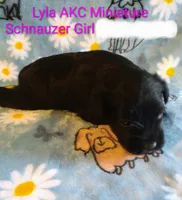AKC LYLA, a female Miniature Schnauzer for sale in Enid, OK – 5 of 5