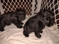 AKC Layne , a male Miniature Schnauzer for sale in Enid, OK – 8 of 10
