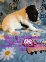 Shayla, a female Jack Russell Terrier and Miniature Schnauzer for sale in Enid, OK – 7 of 10