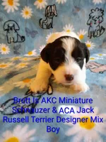 Brett , a male Jack Russell Terrier and Miniature Schnauzer for sale in Enid, OK – 9 of 9