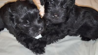 AKC ZAX, a male Miniature Schnauzer for sale in Enid, OK – 8 of 10