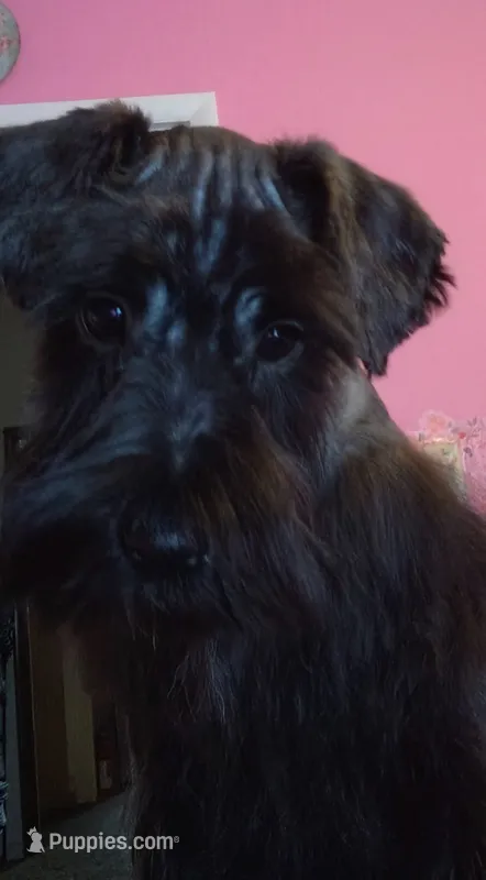 AKC Ryan – Miniature Schnauzer puppy for sale in Enid, OK