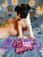 Abby , a female Jack Russell Terrier and Miniature Schnauzer for sale in Enid, OK – 6 of 9