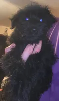 AKC Ryan, a male Miniature Schnauzer for sale in Enid, OK – 4 of 7