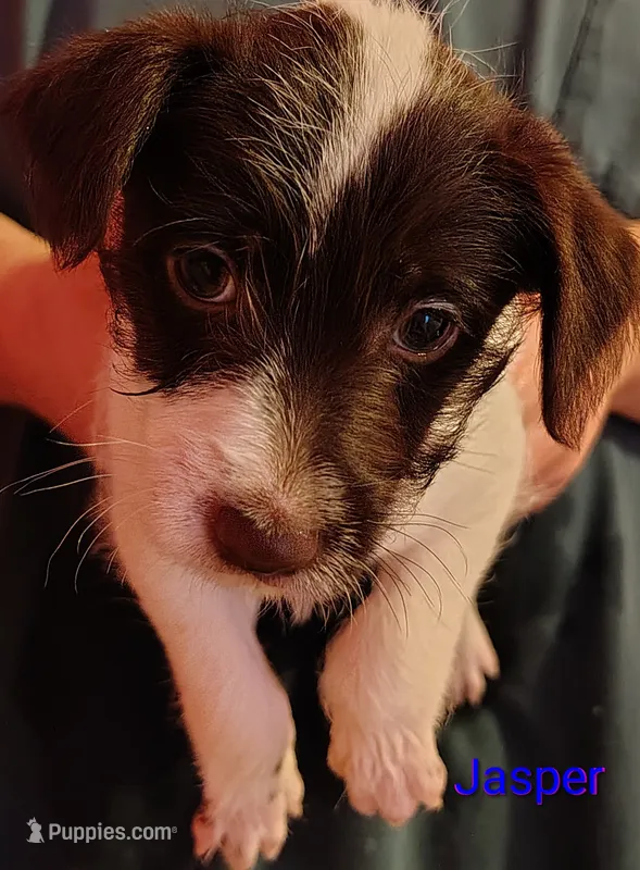 Jasper  – Jack Russell Terrier, Miniature Schnauzer puppy for sale in Enid, OK