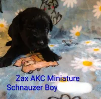 AKC ZAX, a male Miniature Schnauzer for sale in Enid, OK – 3 of 5