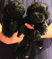 AKC Layne , a male Miniature Schnauzer for sale in Enid, OK – 5 of 10