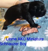 AKC Layne , a male Miniature Schnauzer for sale in Enid, OK – 3 of 4