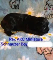 AKC REX, a male Miniature Schnauzer for sale in Enid, OK – 3 of 7