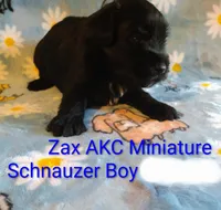 AKC ZAX, a male Miniature Schnauzer for sale in Enid, OK – 1 of 5