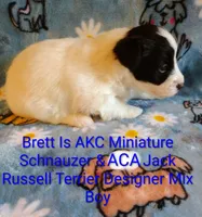 Brett , a male Jack Russell Terrier and Miniature Schnauzer for sale in Enid, OK – 7 of 9