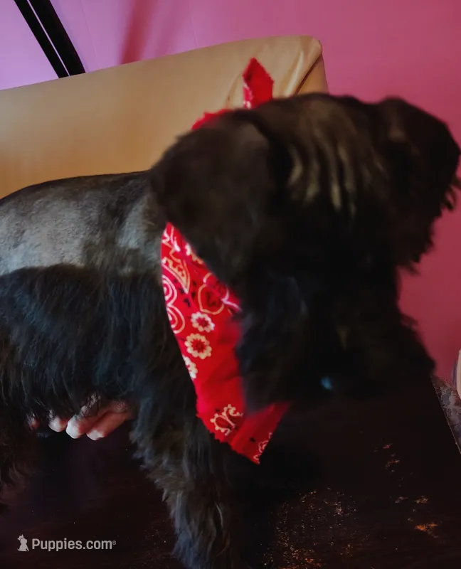 AKC Ryan – Miniature Schnauzer puppy for sale in Enid, OK