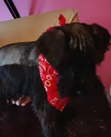 AKC Ryan, a male Miniature Schnauzer for sale in Enid, OK – 9 of 10