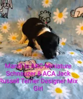 Mandi, a female Jack Russell Terrier and Miniature Schnauzer for sale in Enid, OK – 9 of 10