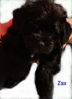AKC ZAX, a male Miniature Schnauzer for sale in Enid, OK – 5 of 10