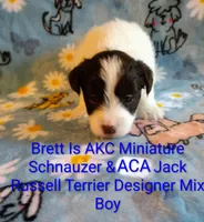 Brett , a male Jack Russell Terrier and Miniature Schnauzer for sale in Enid, OK – 5 of 9