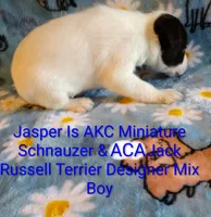Jasper , a male Jack Russell Terrier and Miniature Schnauzer for sale in Enid, OK – 6 of 6
