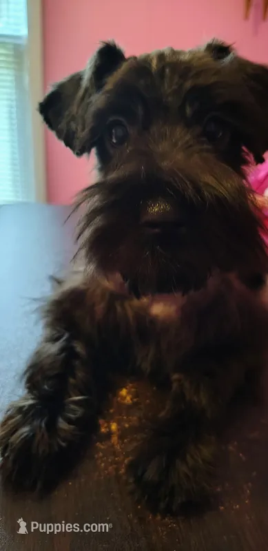 AKC Male – Miniature Schnauzer puppy for sale in Enid, OK