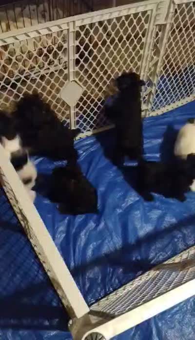 AKC LYLA, a female Miniature Schnauzer for sale in Enid, OK – 8 of 10