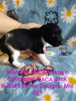 Mandi, a female Jack Russell Terrier and Miniature Schnauzer for sale in Enid, OK – 4 of 10