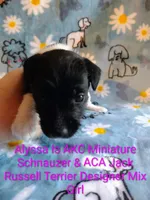 Alyssa, a female Jack Russell Terrier and Miniature Schnauzer for sale in Enid, OK – 3 of 6